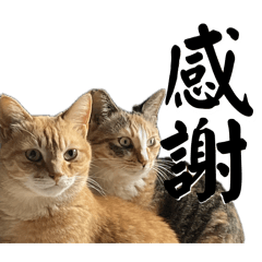 Bonpopo_20260401205021