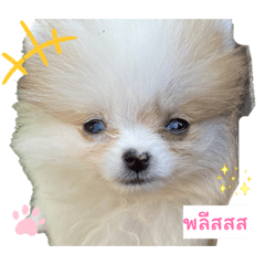 BrownieNDaisy_20260402000520