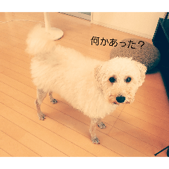 appuru_20260401205208