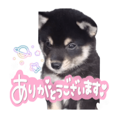 Hoopaoi0106_20260329202420