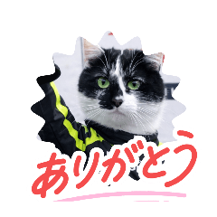 koshi_20260329205353