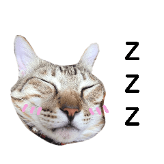 我家門前有阿肥乙隻_躺來躺去懷疑貓生