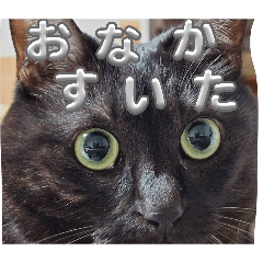 yuzupon_20260401204615