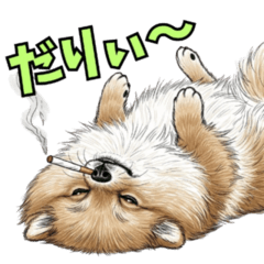 A degenerate Pomeranian with a cigarette