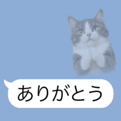 Floating Transparent Cats