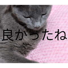 nyanko_20260330012025