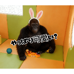 araki_20260330101808