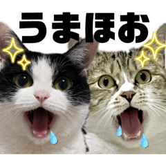 MEMARU_20260330122139