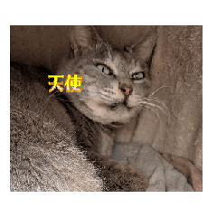 tusunu_cat_20260402150553