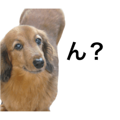 Laughing Dog
