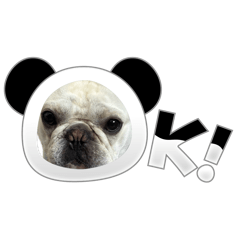 OKARA_20260402152048