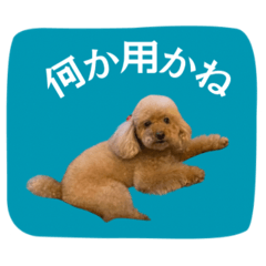 chami_20260402182623