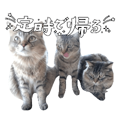 chihamon1216_20260402212009