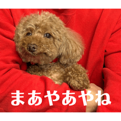 ponpon_20260402223231