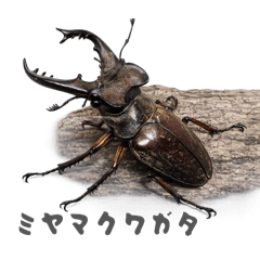 AKAFUJI_20260402164010