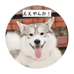 salmon_20260403014341