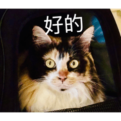 小毛襪本尊再度駕到