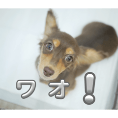 Shinshin_20260402162121