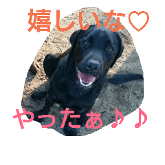 labrador rin