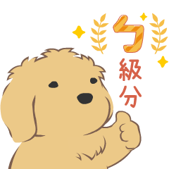 [紐約狗狗] TW小黃金