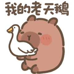 豚豚布丁♡台味經典用語(Q水豚實用篇3)