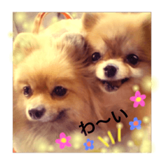 pomeranian  ran & poron 2