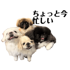 sachiko_20260402171332