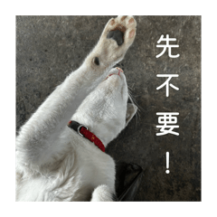 動物表示你的心情