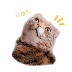 choco_20260402204433