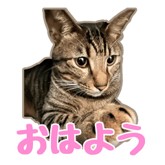 Kotaro's Original Stickers