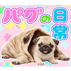 Everyday Pugs: Adorable Daily Life