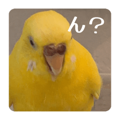 pipibokujou_20260403075522