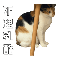 波波貓與coco哥