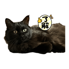 黒猫 そら