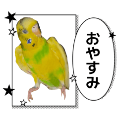 Junior Stream_20260403004004