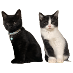 chocobi_20260402190656