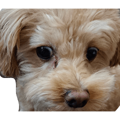 96shuke_20260402191353