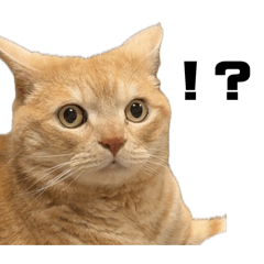 rocochaco_20260402231446