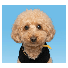 avocado_20260402205510