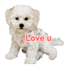 哥登&呆萌妹❤️