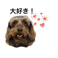 Choko Brown_20260403104045