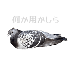 satoimo_20260403104706