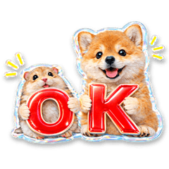 ぷっくりかわいい犬❤柴犬とハム❤毎日