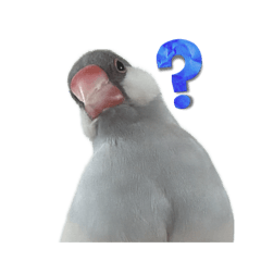 Java sparrow_20260403123122