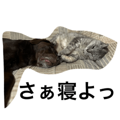 tommy_20260403123829