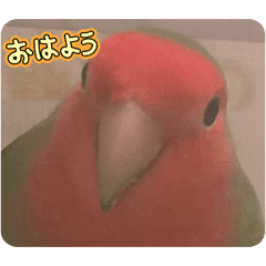 pipibokujou_20260403122445