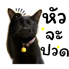 Pongpang_20260402204713