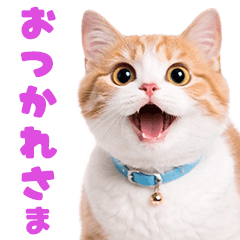 *Moving! Cat's reaction