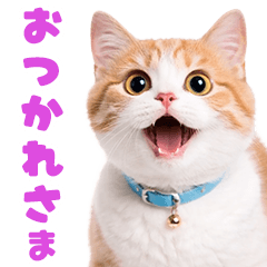 *Moving! Cat's reaction