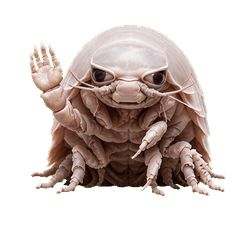 Giant Isopod_isn2